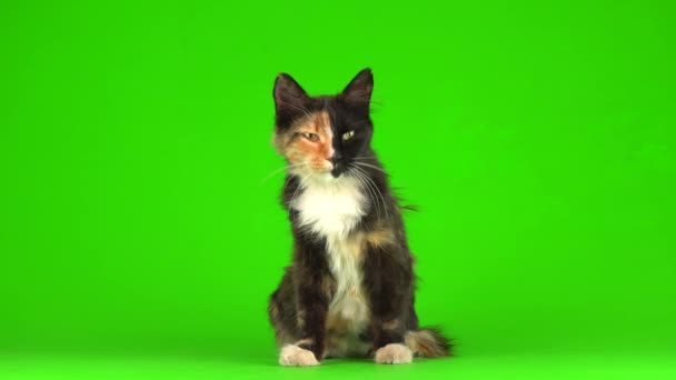 Katzenkätzchen Kätzchen Spielen Flauschig Auf Einem Grünen Hintergrund Videoleinwand — Stockvideo