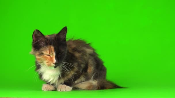 Kotek Kociaki Grać Puszyste Zielonym Tle Wideo Ekran — Wideo stockowe