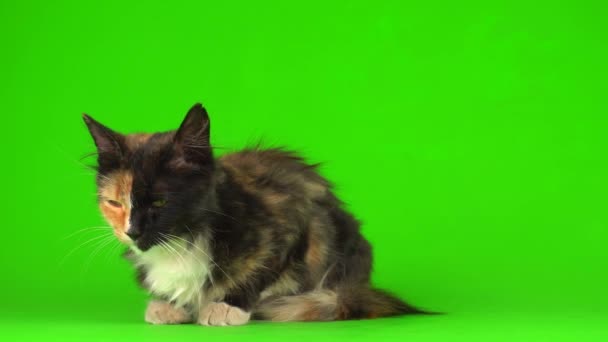 Котята Котята Играют Пушистые Зеленом Фоне Видео Экран — стоковое видео