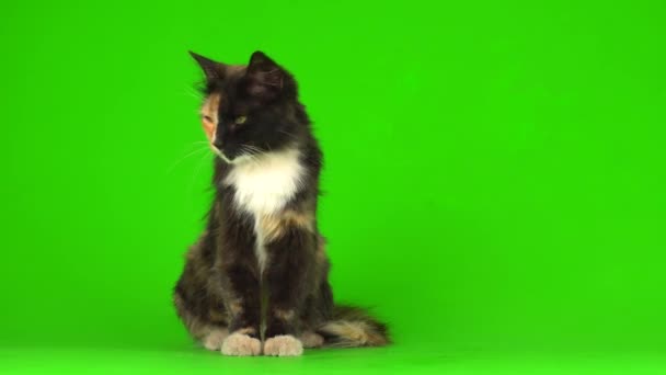 Котята Котята Играют Пушистые Зеленом Фоне Видео Экран — стоковое видео