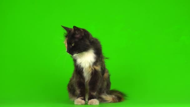 Cat Kittens Kitten Playing Fluffy Green Background Video Screen — Stock Video