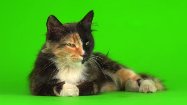 Cat Kittens Kitten Playing Fluffy Green Background Video Screen — Stock Video