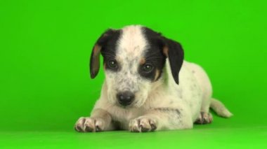Yavru köpek küçük kabarık tüylü yeşil arka plan 4K video oynatıyor