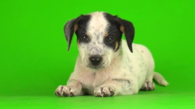 Yavru köpek küçük kabarık tüylü yeşil arka plan 4K video oynatıyor