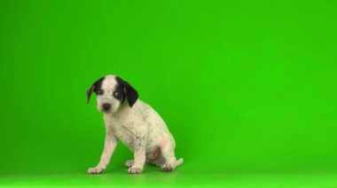 Yavru köpek küçük kabarık tüylü yeşil arka plan 4K video oynatıyor