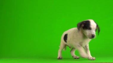 Yavru köpek küçük kabarık tüylü yeşil arka plan 4K video oynatıyor