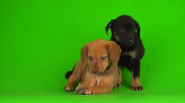 Yavru köpek küçük kabarık tüylü yeşil arka plan 4K video oynatıyor
