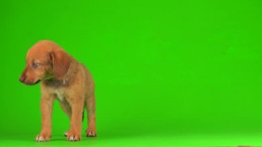 Yavru köpek küçük kabarık tüylü yeşil arka plan 4K video oynatıyor