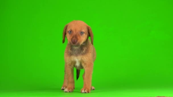 子犬犬小さなふわふわ再生上の緑の背景画面 4Kビデオ — ストック動画