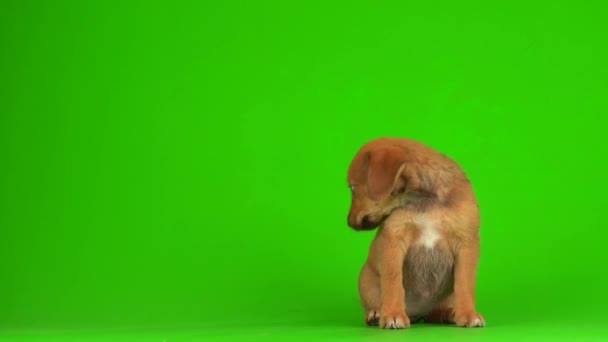 Маленькая Пушистая Собачка Играющая Зеленом Фоне Видео — стоковое видео
