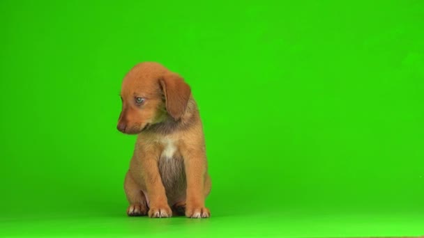 Puppy Dog Small Fluffy Playing Green Background Screen Video — Stock Video