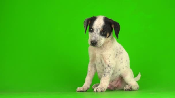 Puppy Dog Small Fluffy Playing Green Background Screen Video — Stock Video