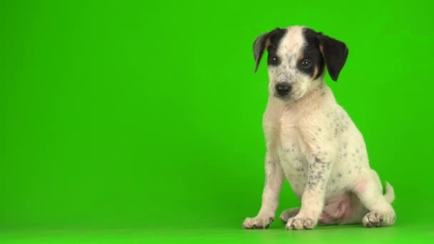 Cachorro Cão Pequeno Fofo Jogando Uma Tela Fundo Verde Vídeo — Vídeo de Stock