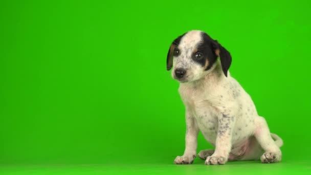 Cachorro Perro Pequeño Peludo Jugando Fondo Verde Pantalla Video — Vídeos de Stock