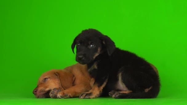 Cachorro Perro Pequeño Peludo Jugando Fondo Verde Pantalla Video — Vídeos de Stock