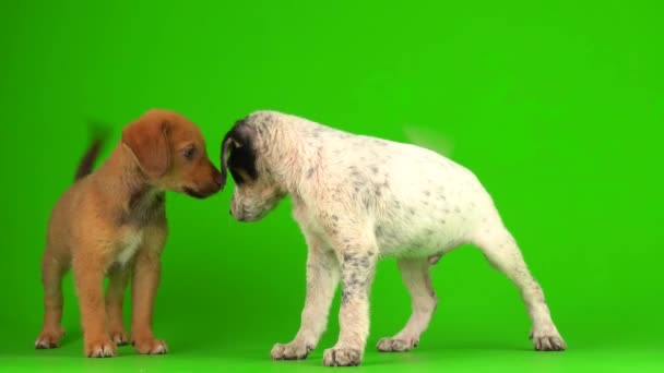 Cachorro Cão Pequeno Fofo Jogando Uma Tela Fundo Verde Vídeo — Vídeo de Stock