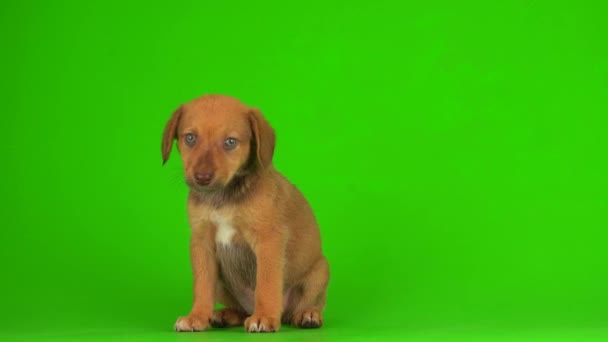 Puppy Dog Small Fluffy Playing Green Background Screen Video — Stock Video