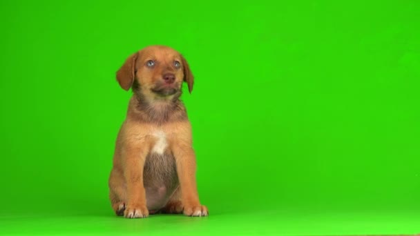 Welpe Hund Kleine Flauschige Spielen Auf Einem Grünen Hintergrund Bildschirm — Stockvideo