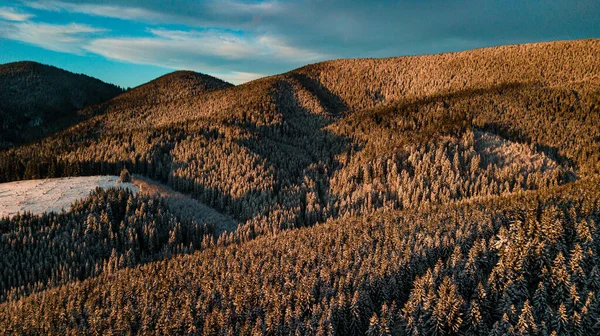 Inverno Das Montanhas Dos Cárpatos Floresta Coníferas Neve Pôr Sol — Fotografia de Stock