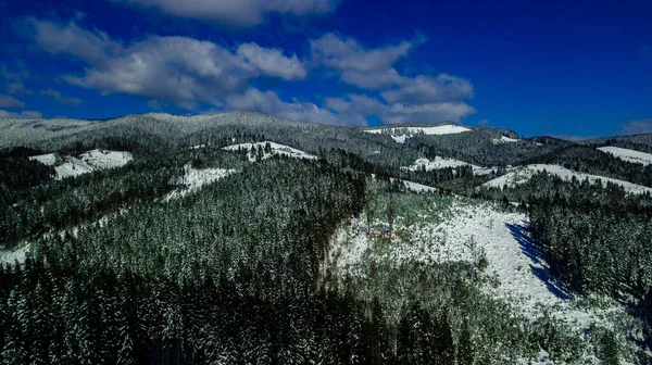 Carpathian Mountains Mountain Range Pine Forests Coniferous Mountain Tops Winter — Stock Photo, Image