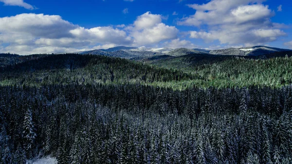 Naaldbos Berg Karpaten Bergen Luchtfotografie Sneeuw — Stockfoto