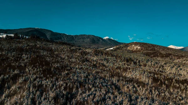 Kış Karpatya Kozalaklı Ormanı Dağ Aralığı Video Hava Fotoğrafçılığı — Stok fotoğraf