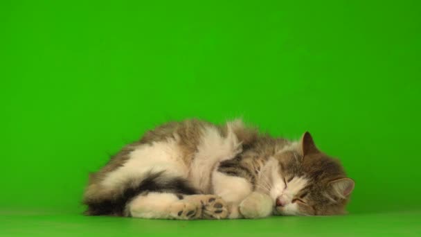 Groot Pluizig Mooi Kat Een Groene Achtergrond Scherm — Stockvideo