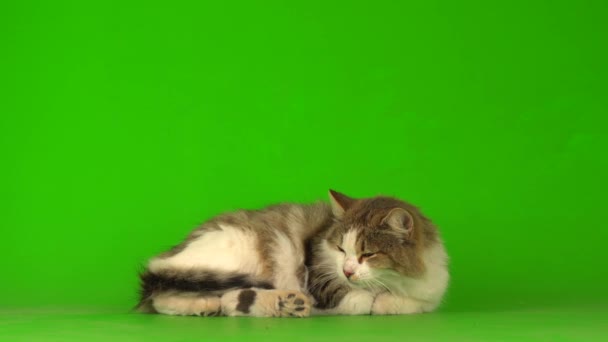 緑の背景の画面に大きなふわふわの美しい猫 — ストック動画