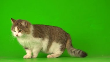 Yeşil arka planda büyük, pofuduk, güzel kedi..