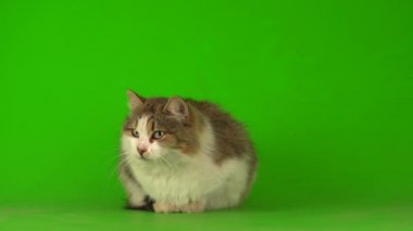 Yeşil arka planda büyük, pofuduk, güzel kedi..