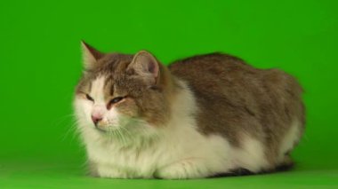 Yeşil arka planda büyük, pofuduk, güzel kedi..