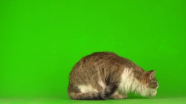 Yeşil arka planda büyük, pofuduk, güzel kedi..