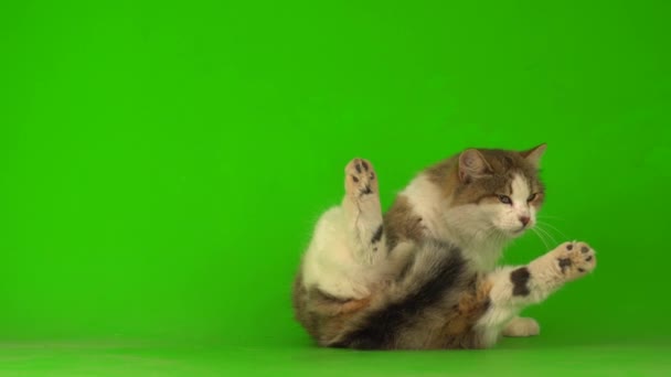 Grande Gato Bonito Fofo Uma Tela Fundo Verde — Vídeo de Stock