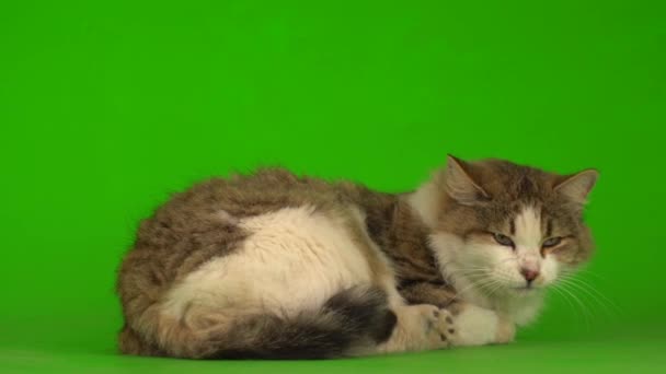 Big Fluffy Beautiful Cat Green Background Screen — Stock Video