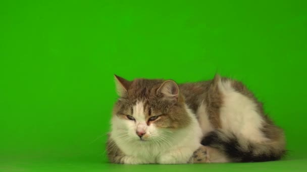 Большая Пушистая Красивая Кошка Зеленом Фоне — стоковое видео