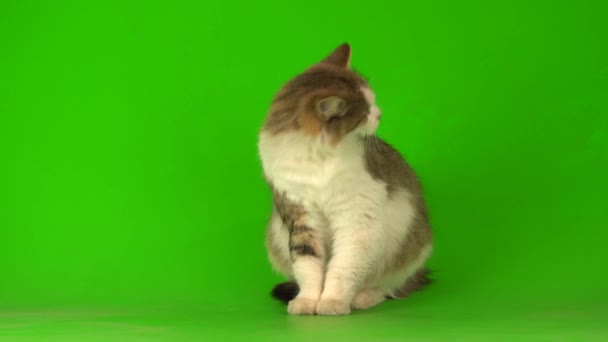 Grande Soffice Bel Gatto Uno Schermo Sfondo Verde — Video Stock