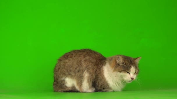 Duży Puszysty Piękny Kot Zielonym Tle Ekranu — Wideo stockowe