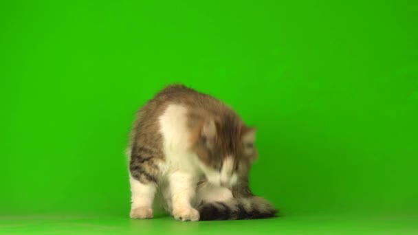 Grande Mullido Hermoso Gato Verde Pantalla Fondo — Vídeo de stock