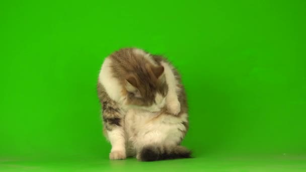 緑の背景の画面に大きなふわふわの美しい猫 — ストック動画