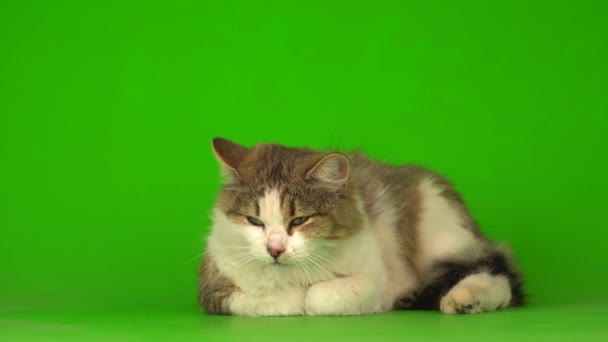 大绒毛美丽的猫在绿色的背景屏幕上 — 图库视频影像