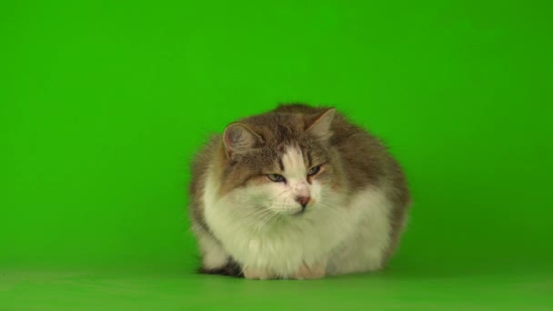 Big Fluffy Beautiful Cat Green Background Screen — Stock Video