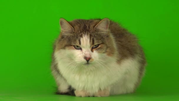 大绒毛美丽的猫在绿色的背景屏幕上 — 图库视频影像