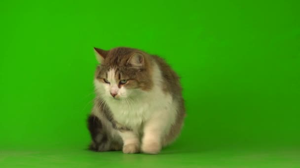 Big Fluffy Beautiful Cat Green Background Screen — Stock Video