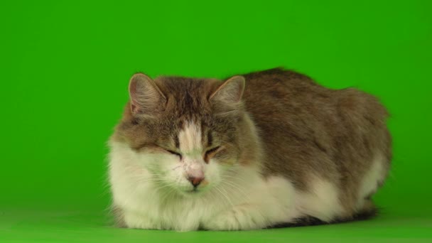Groot Pluizig Mooi Kat Een Groene Achtergrond Scherm — Stockvideo