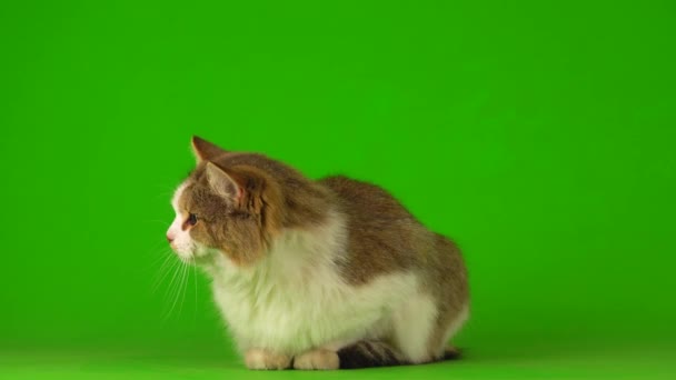Grande Mullido Hermoso Gato Verde Pantalla Fondo — Vídeo de stock
