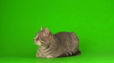 Yeşil arka planda büyük tüylü gri kedi.
