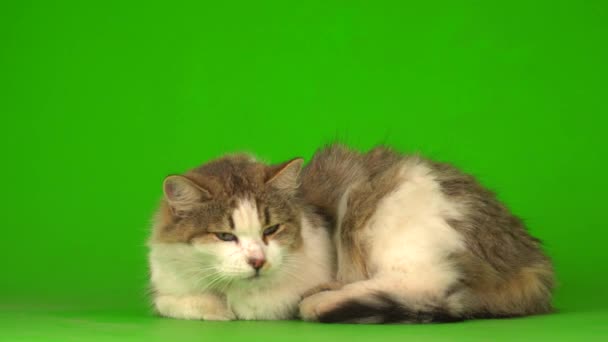 大绒毛灰猫在绿色的背景屏幕上 — 图库视频影像