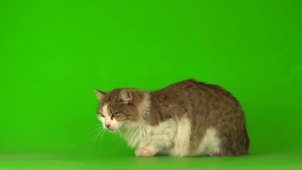 Große Flauschige Graue Katze Auf Grünem Hintergrund — Stockvideo