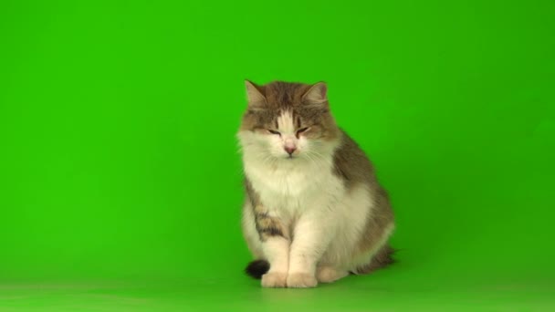 Groot Pluizig Grijs Kat Een Groene Achtergrond Scherm — Stockvideo