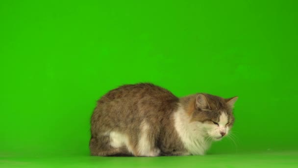 Big Fluffy Gray Cat Green Background Screen — Stock Video